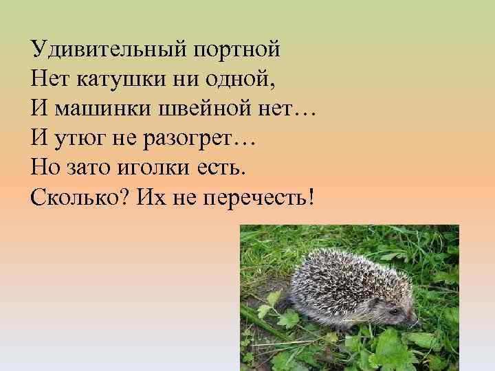 Удивительный портной Нет катушки ни одной, И машинки швейной нет… И утюг не разогрет…