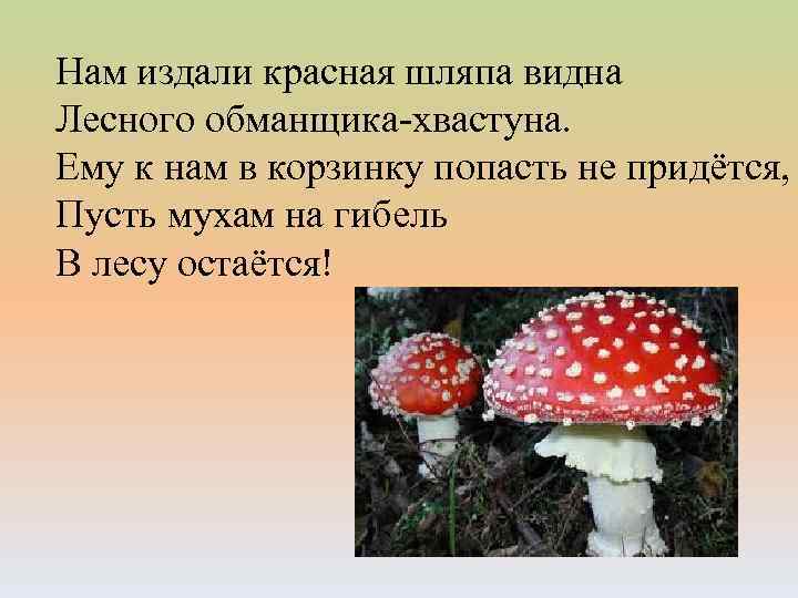 Нам издали красная шляпа видна Лесного обманщика-хвастуна. Ему к нам в корзинку попасть не