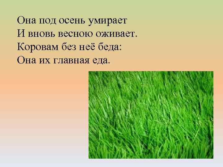 Она под осень умирает И вновь весною оживает. Коровам без неё беда: Она их