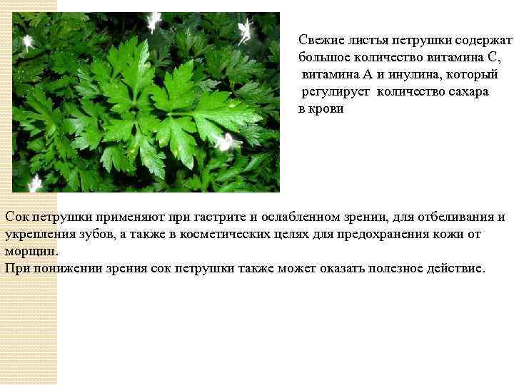 Свежие листья петрушки содержат большое количество витамина С, витамина А и инулина, который регулирует