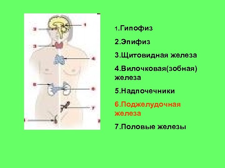 Выберите три верно обозначенные подписи к рисунку строение эндокринной системы человека указывающие