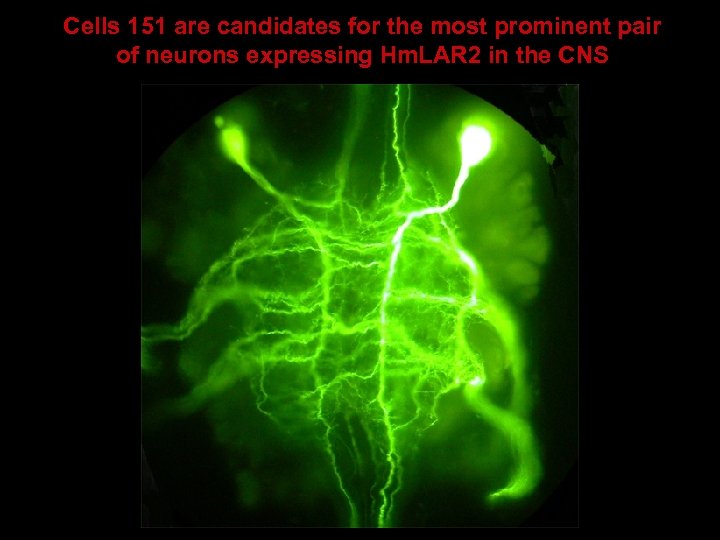 Cells 151 are candidates for the most prominent pair of neurons expressing Hm. LAR