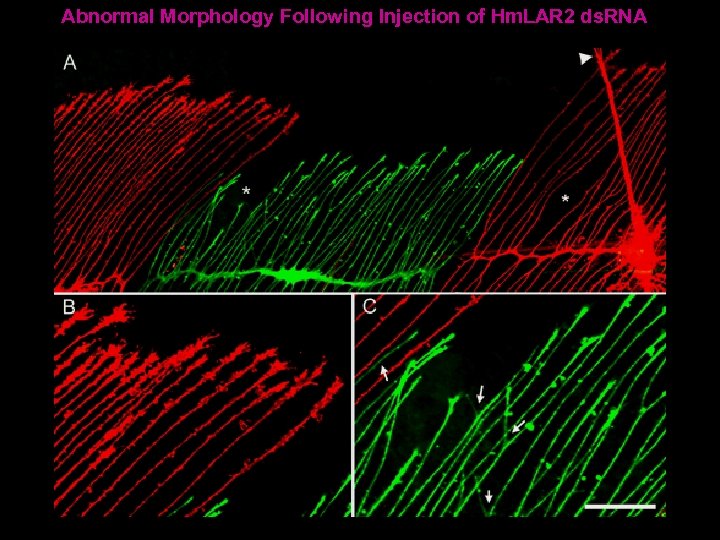 Abnormal Morphology Following Injection of Hm. LAR 2 ds. RNA 