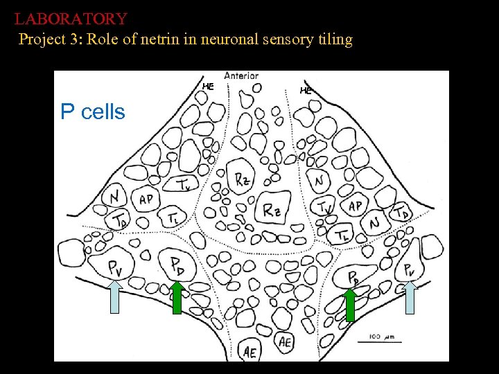 LABORATORY Project 3: Role of netrin in neuronal sensory tiling HE P cells HE