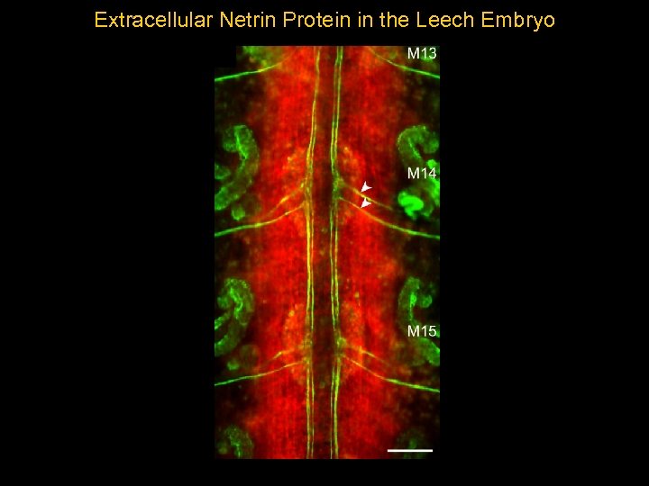Extracellular Netrin Protein in the Leech Embryo Figure 1, Aisemberg, Kuhn and Macagno, Dev