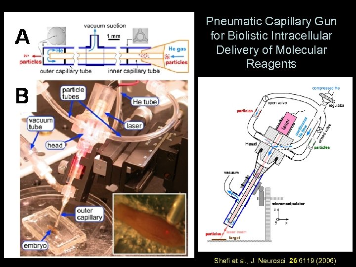 Pneumatic Capillary Gun for Biolistic Intracellular Delivery of Molecular Reagents Shefi et al. ,