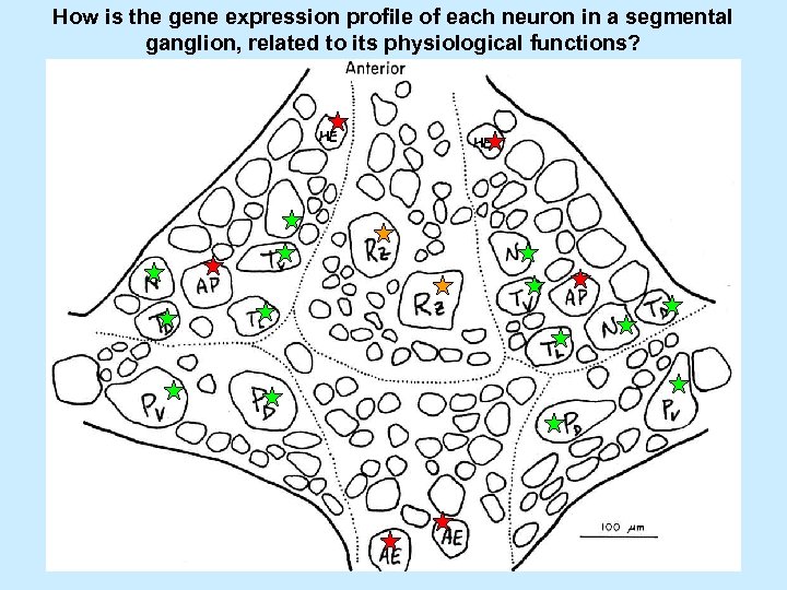 How is the gene expression profile of each neuron in a segmental ganglion, related