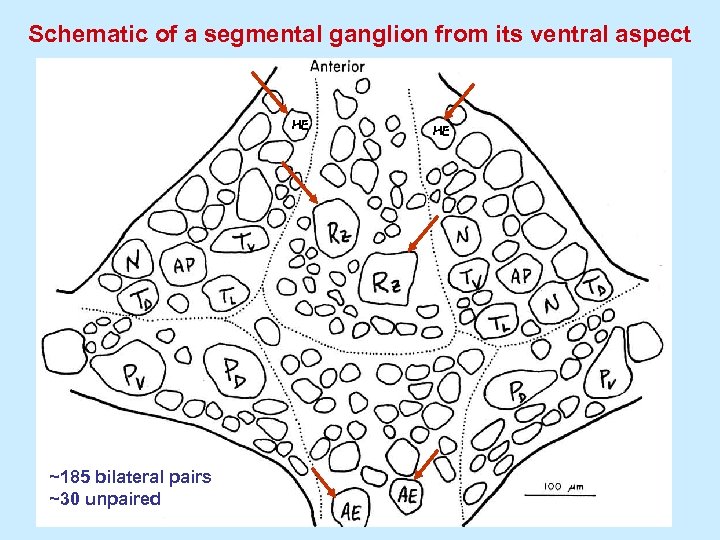 Schematic of a segmental ganglion from its ventral aspect HE ~185 bilateral pairs ~30