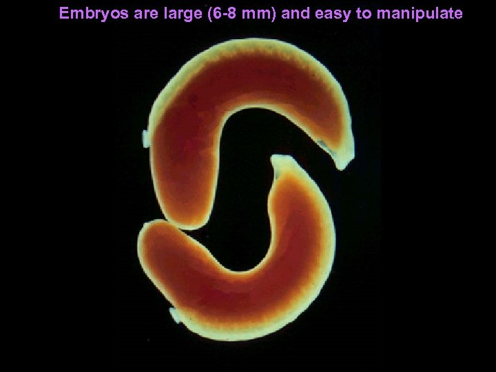 Embryos are large (6 -8 mm) and easy to manipulate 
