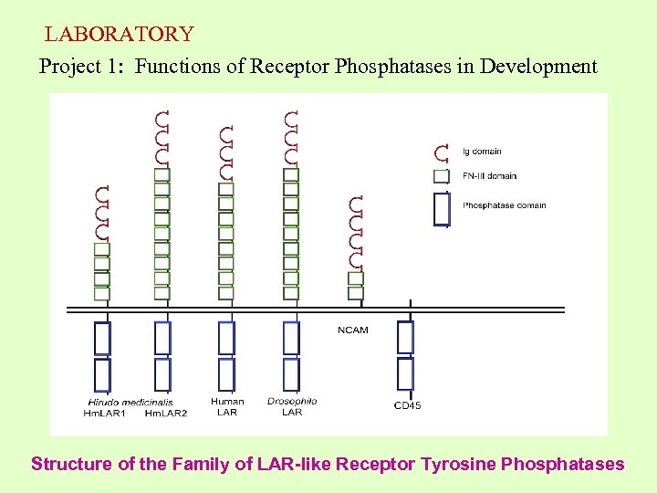 LABORATORY Project 1: Functions of Receptor Phosphatases in Development Structure of the Family of