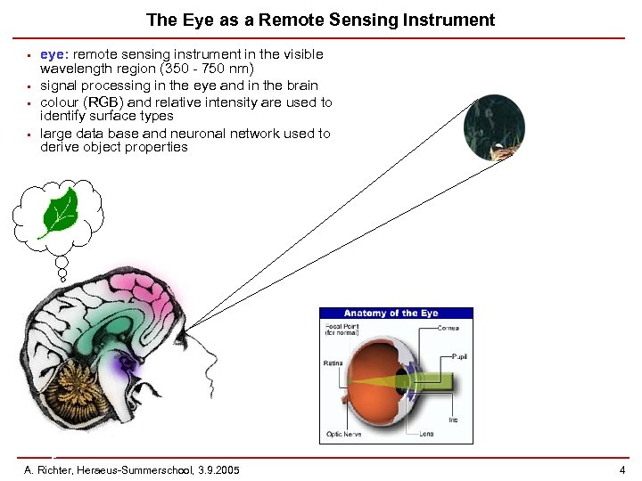 The Eye as a Remote Sensing Instrument • • eye: remote sensing instrument in