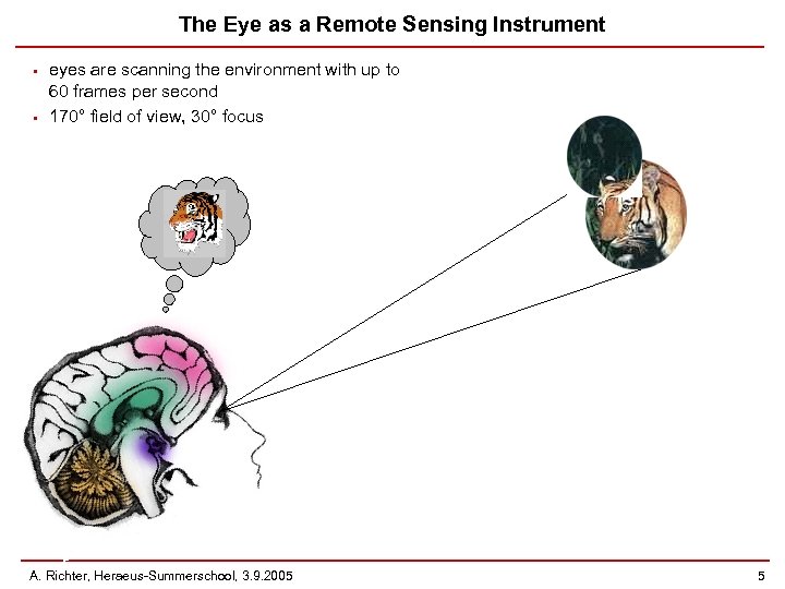 The Eye as a Remote Sensing Instrument • • eyes are scanning the environment