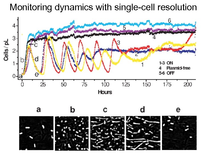 Monitoring dynamics with single-cell resolution 