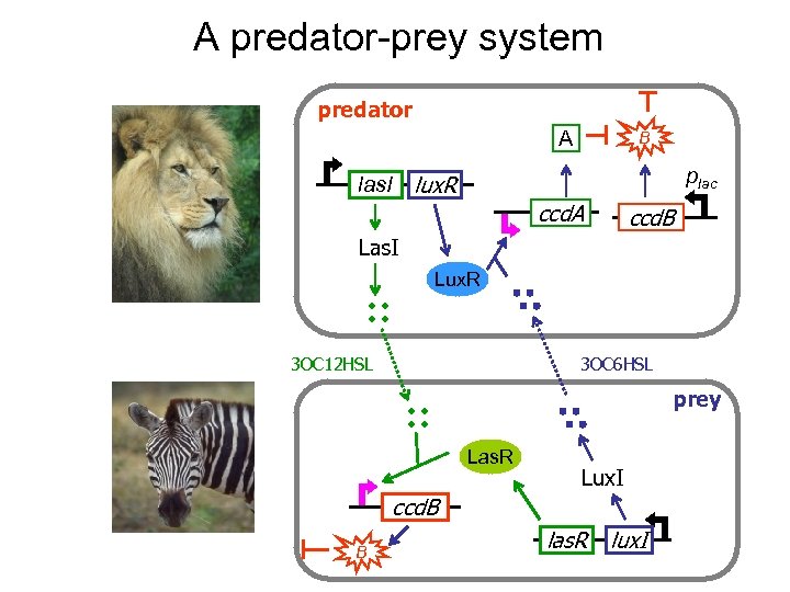 A predator-prey system predator A B plac las. I lux. R ccd. A ccd.