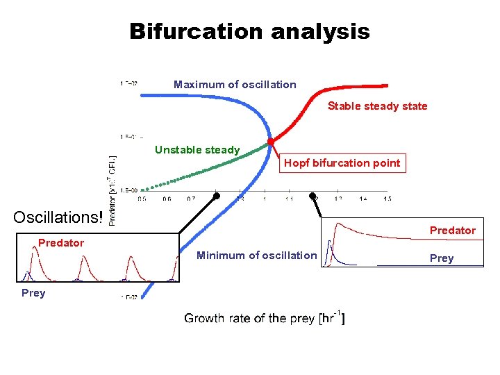 Bifurcation analysis Maximum of oscillation Stable steady state Unstable steady Hopf bifurcation point Oscillations!
