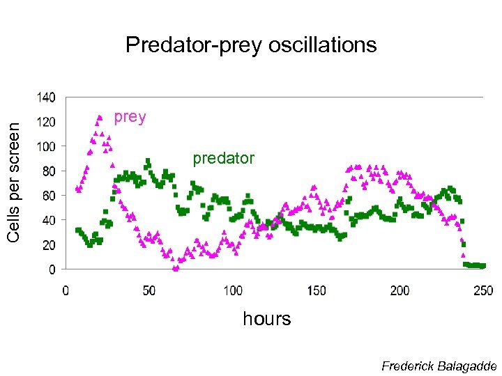 Cells per screen Predator-prey oscillations prey predator hours Frederick Balagadde 