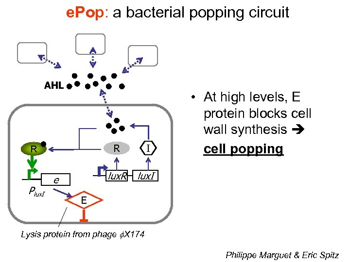 e. Pop: a bacterial popping circuit AHL Plux. I I R R lux. R