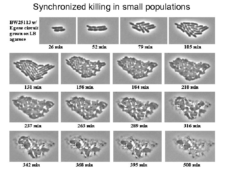 Synchronized killing in small populations 