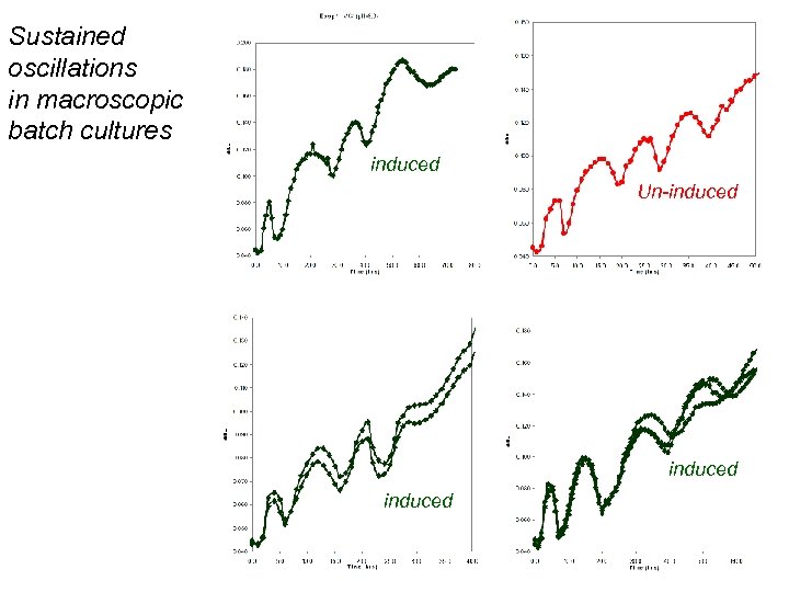 Sustained oscillations in macroscopic batch cultures induced Un-induced 