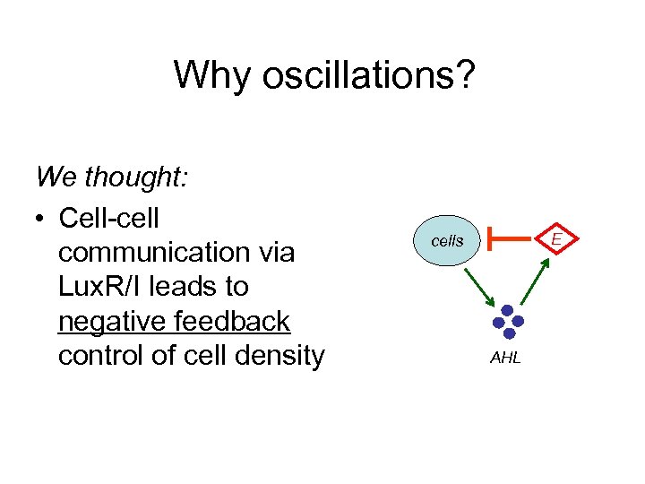 Why oscillations? We thought: • Cell-cell communication via Lux. R/I leads to negative feedback