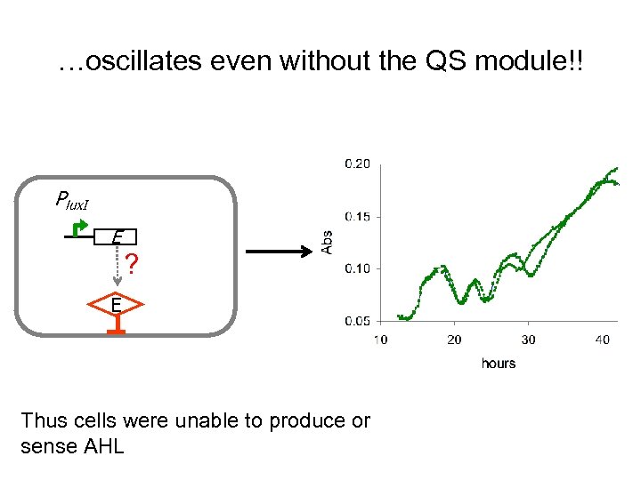 …oscillates even without the QS module!! Plux. I E ? E Thus cells were