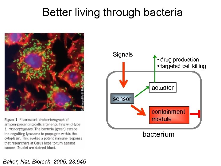 Better living through bacteria Signals • drug production • targeted cell killing actuator sensor