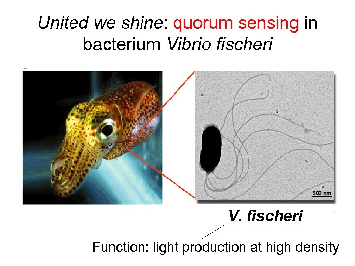 United we shine: quorum sensing in bacterium Vibrio fischeri V. fischeri Function: light production