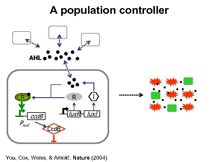 A population controller AHL R R Plux. I lux. R ccd. B I lux.