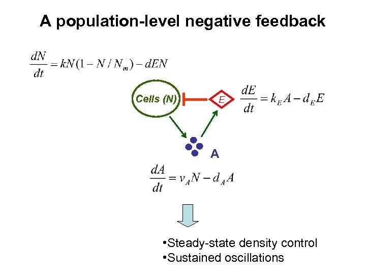 A population-level negative feedback Cells (N) E A • Steady-state density control • Sustained