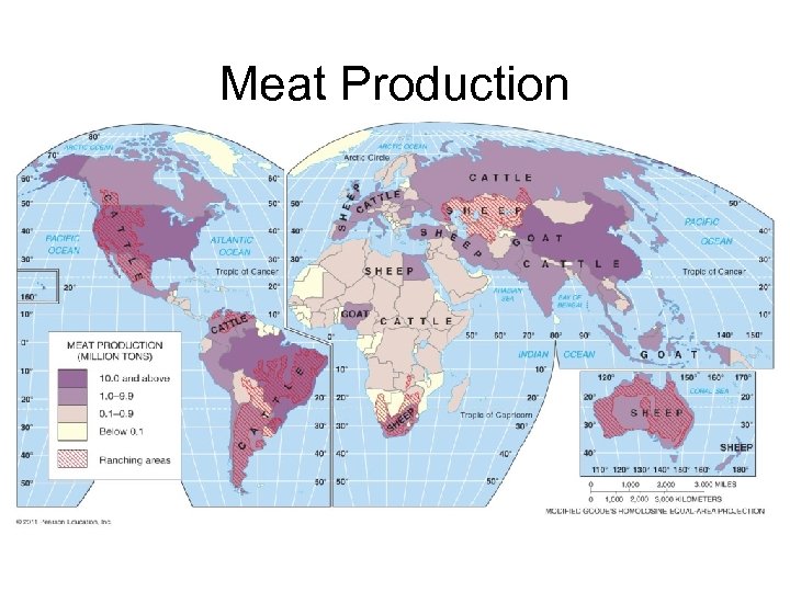 Meat Production 