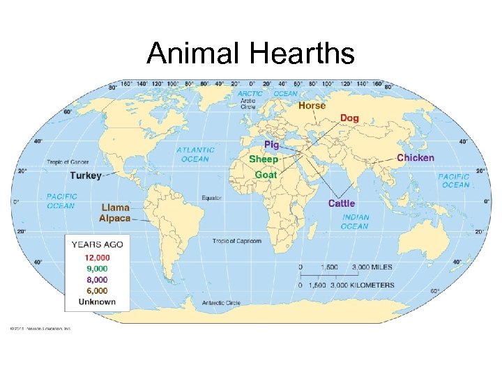 Animal Hearths 