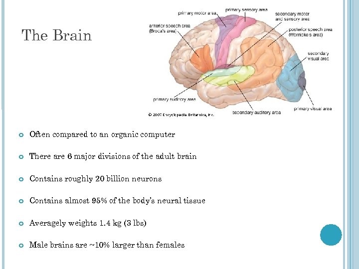 The Brain Often compared to an organic computer There are 6 major divisions of