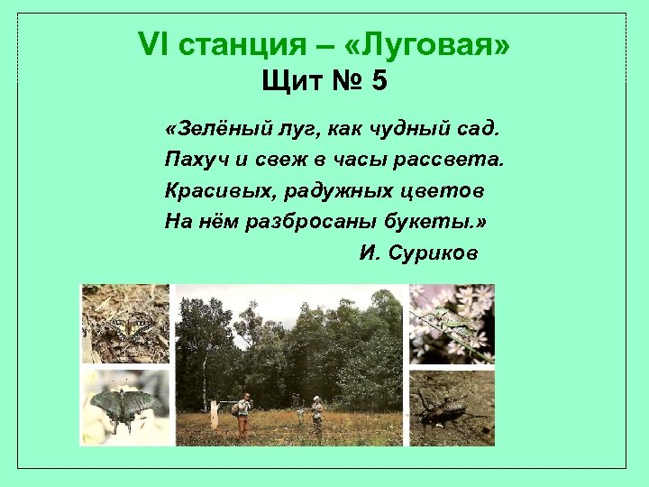 VI станция – «Луговая» Щит № 5 «Зелёный луг, как чудный сад. Пахуч и