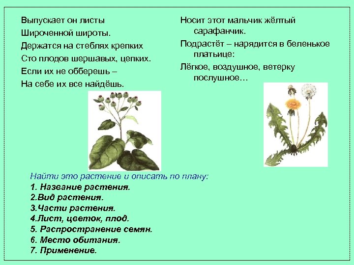 Выпускает он листы Широченной широты. Держатся на стеблях крепких Сто плодов шершавых, цепких. Если