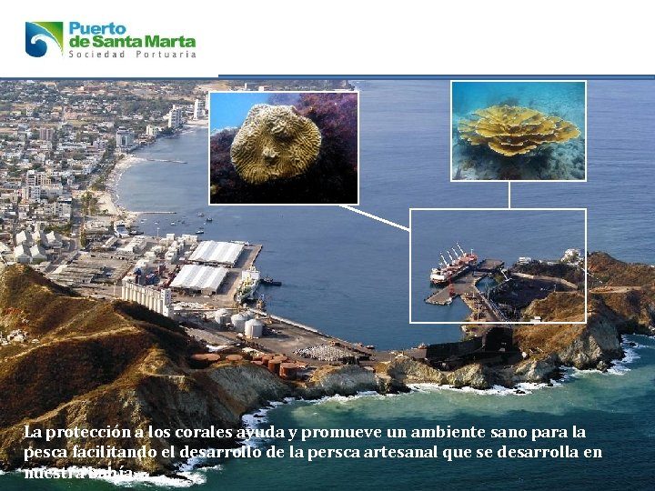 La protección a los corales ayuda y promueve un ambiente sano para la pesca