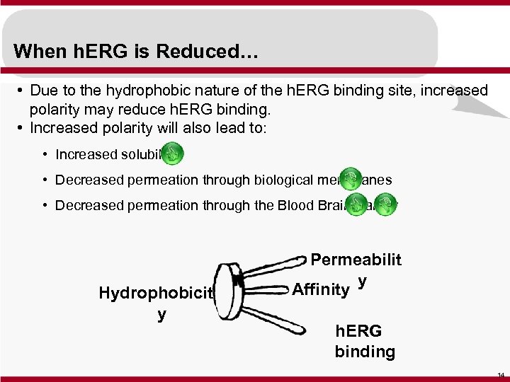 When h. ERG is Reduced… • Due to the hydrophobic nature of the h.