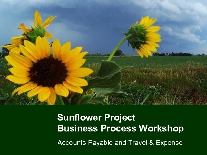 Sunflower Project Business Process Workshop Accounts Payable and Travel & Expense 