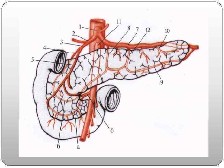Двенадцатиперстная артерия. Кровообращение 12 перстной кишки. Кровоснабжение 12 перстной кишки и поджелудочной железы. Кровоснабжение поджелудочной железы схема. Кровоснабжение поджелудочной железы анатомия вены.