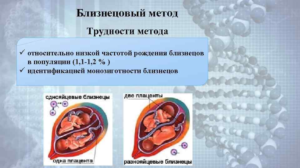 Психология близнецов презентация