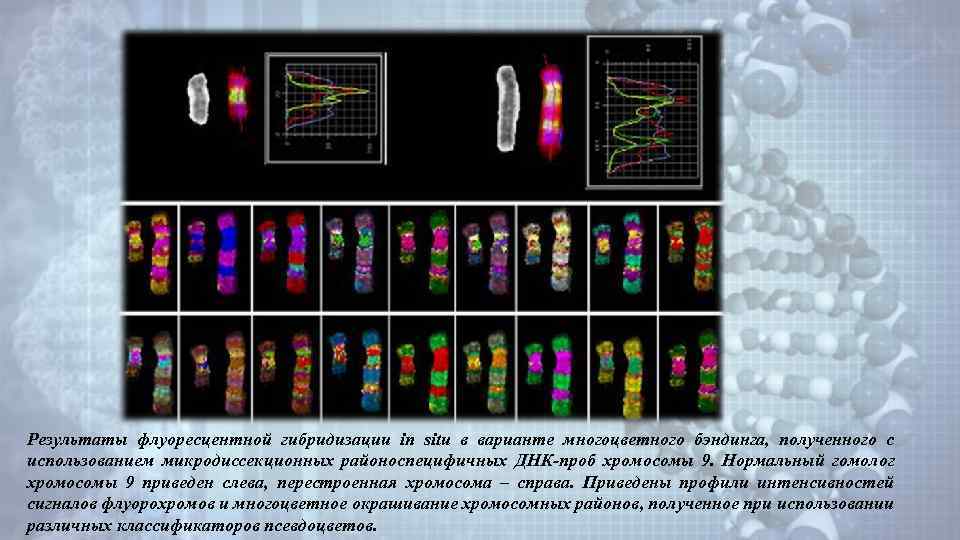 Результаты флуоресцентной гибридизации in situ в варианте многоцветного бэндинга, полученного с использованием микродиссекционных районоспецифичных