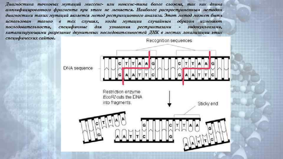 Диагностика точковых мутаций миссенс- или нонсенс-типа более сложна, так как длина амплифицированного фрагмента при