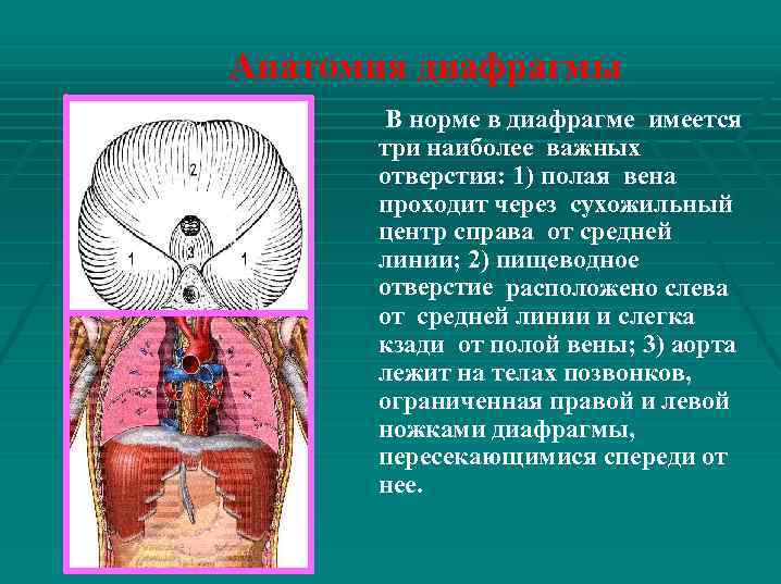 Анатомия диафрагмы В норме в диафрагме имеется три наиболее важных отверстия: 1) полая вена