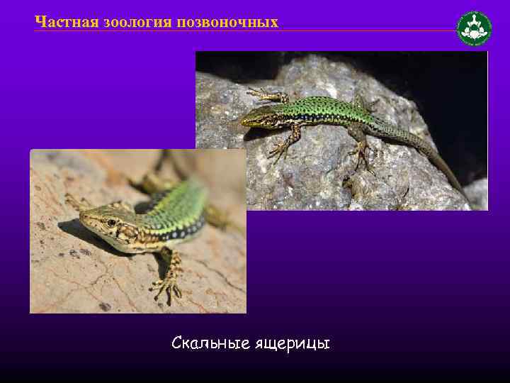 Частная зоология позвоночных Скальные ящерицы 