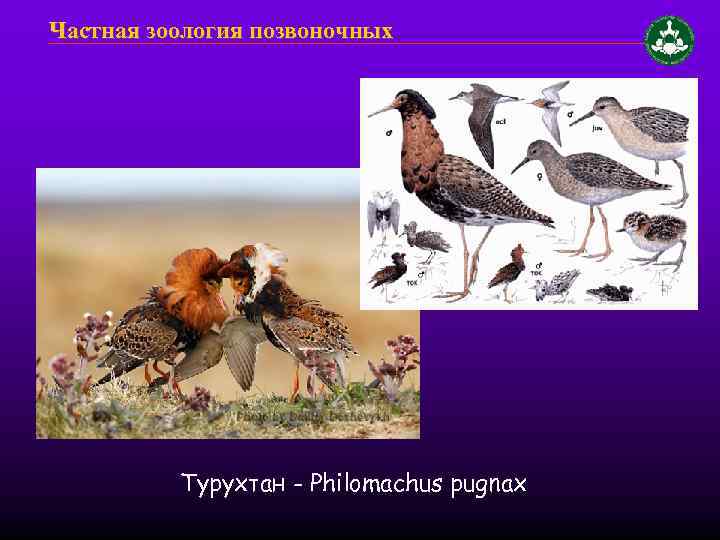 Частная зоология позвоночных Турухтан - Philomachus pugnax 