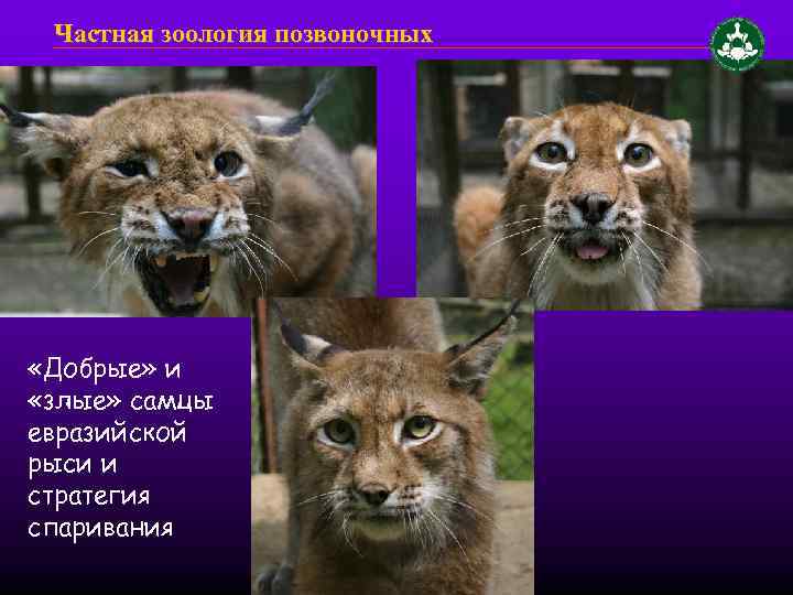 Частная зоология позвоночных «Добрые» и «злые» самцы евразийской рыси и стратегия спаривания 