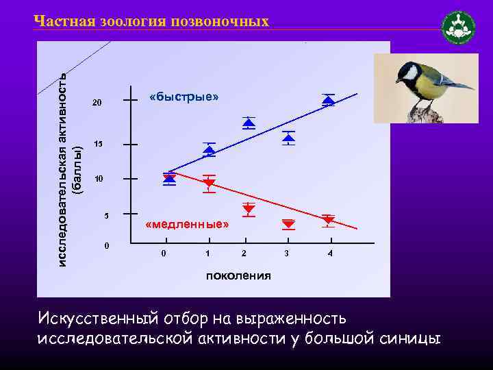 исследовательская активность (баллы) Частная зоология позвоночных «быстрые» 20 15 10 5 0 «медленные» 0