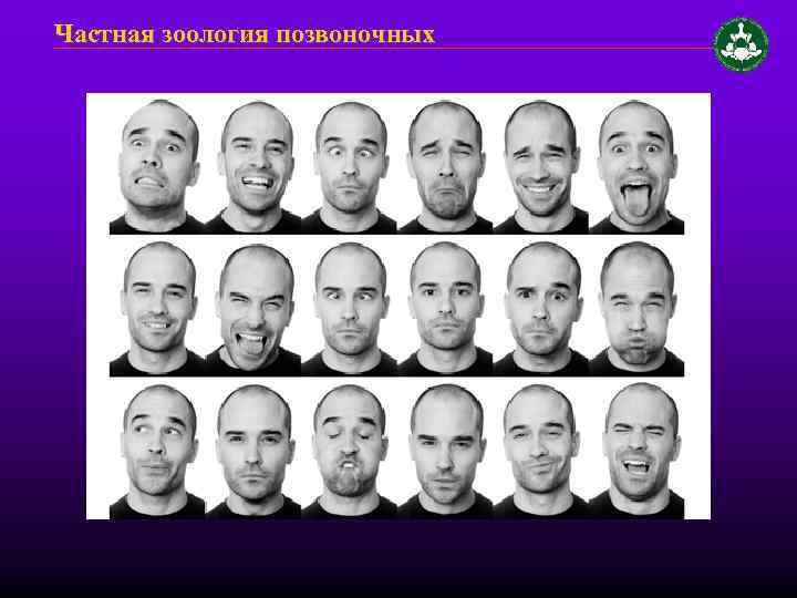 Частная зоология позвоночных 