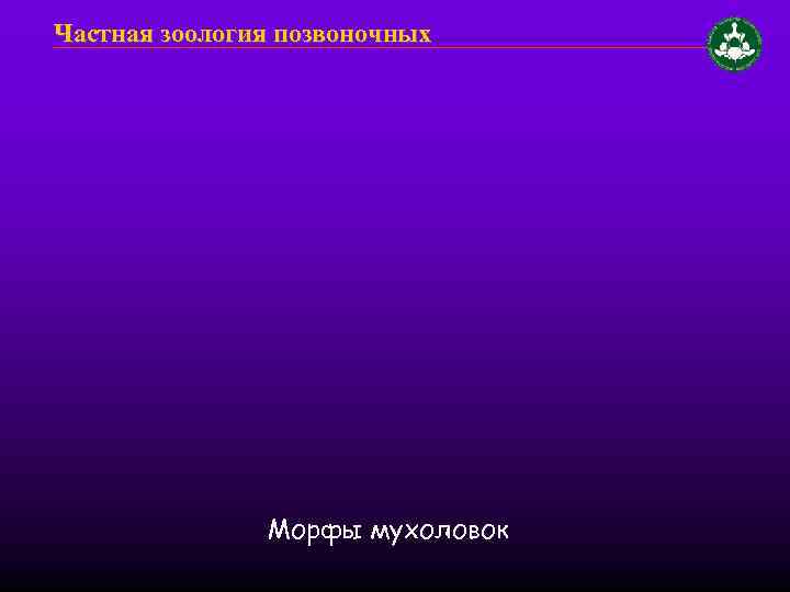 Частная зоология позвоночных Морфы мухоловок 