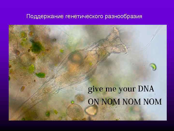 Поддержание генетического разнообразия 