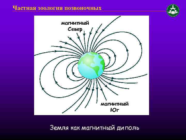 Частная зоология позвоночных магнитный Север магнитный Юг Земля как магнитный диполь 